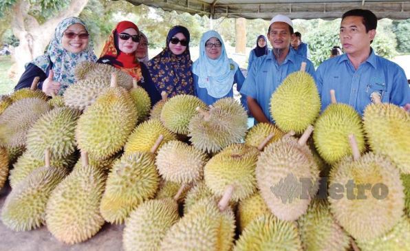 durian 4